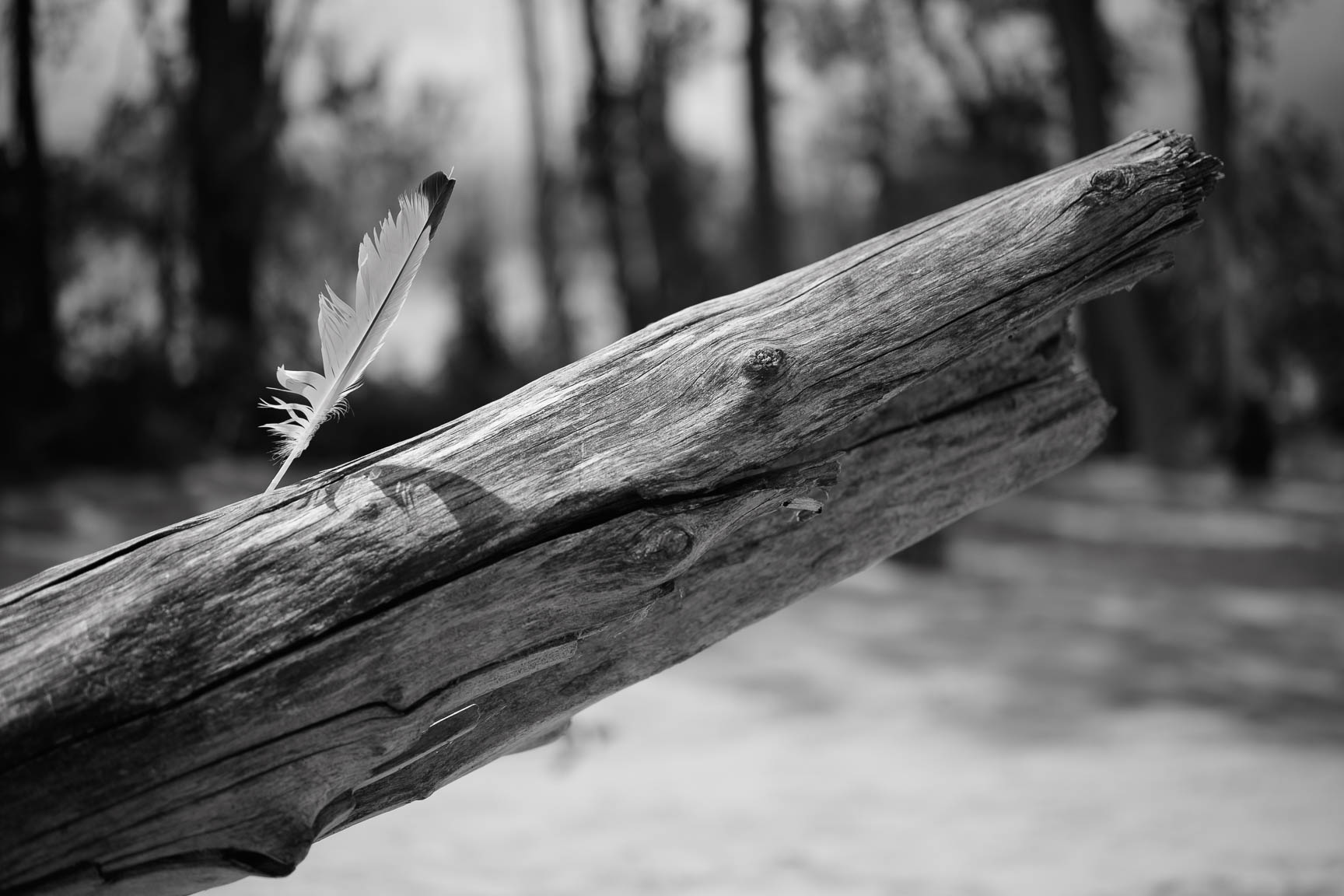 Untitled 1