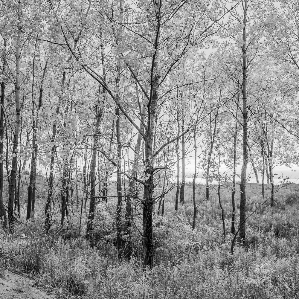 Presque Isle Mono