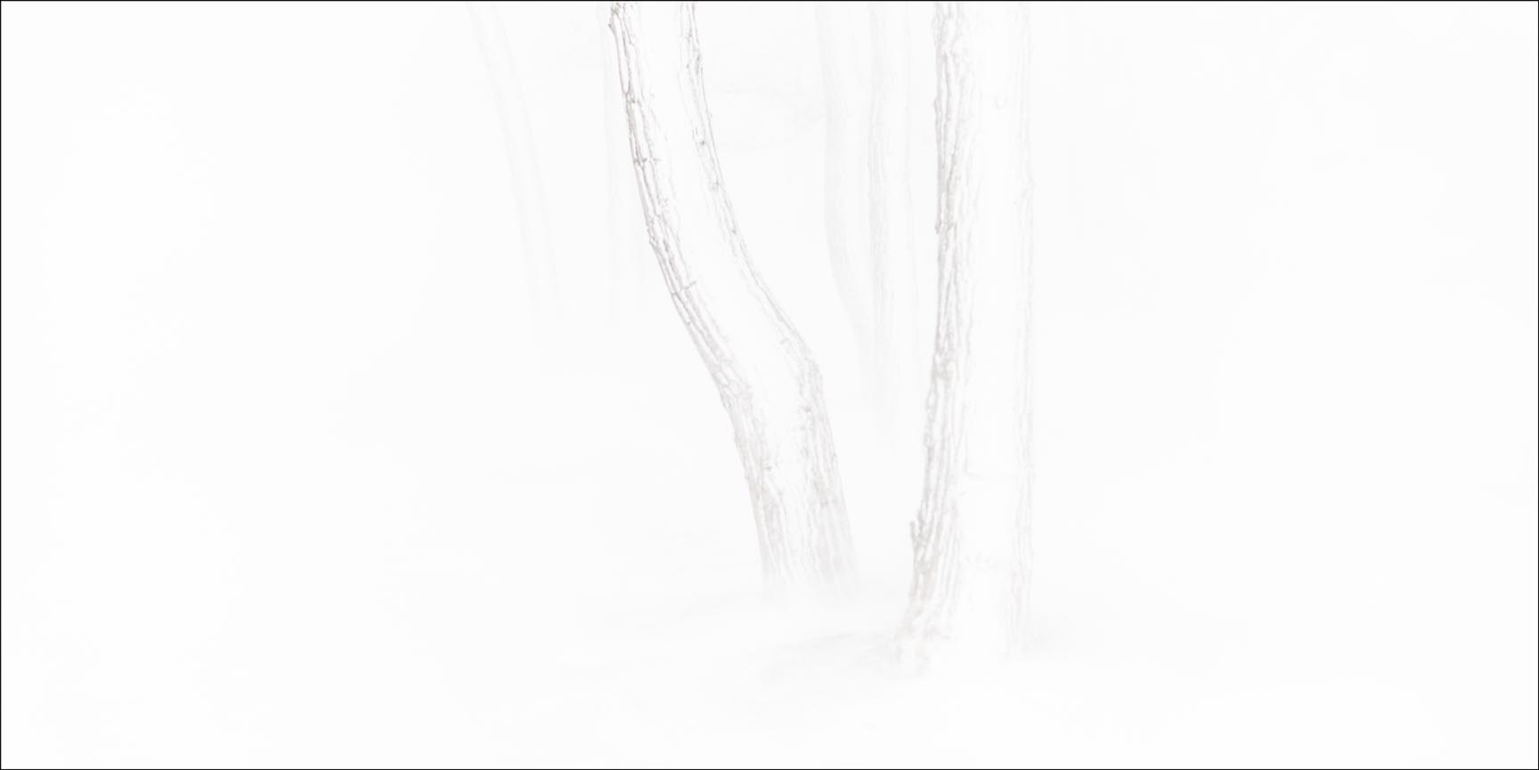 Whiteout Shadows