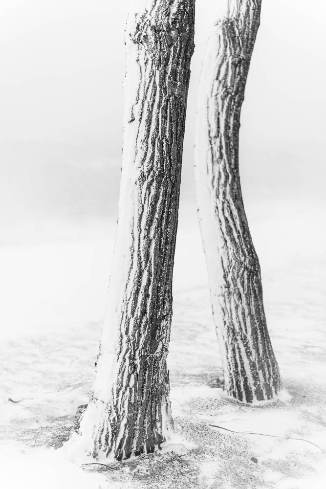 Blizzard Dance