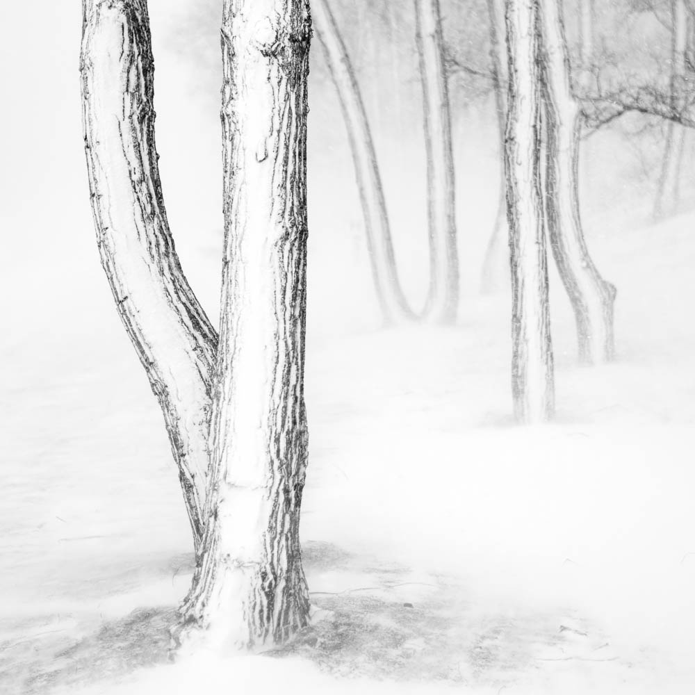 Presque Isle Winter Monochrome